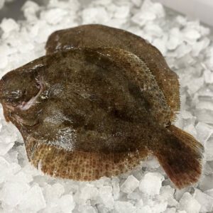 Whole Brill 500-1kg £18.50 per kilo