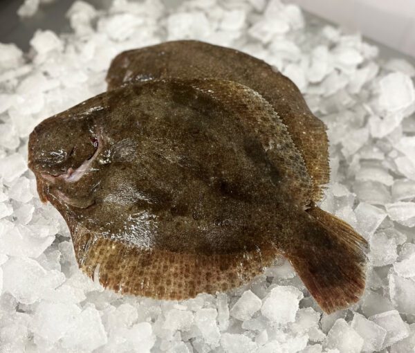 Whole Brill 500-1kg £18.50 per kilo