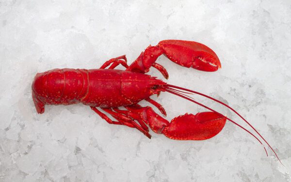 Deliver Fish - Shore To Door