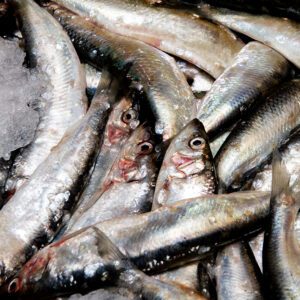 Deliver Fish - Shore To Door