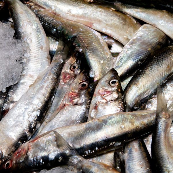 Deliver Fish - Shore To Door