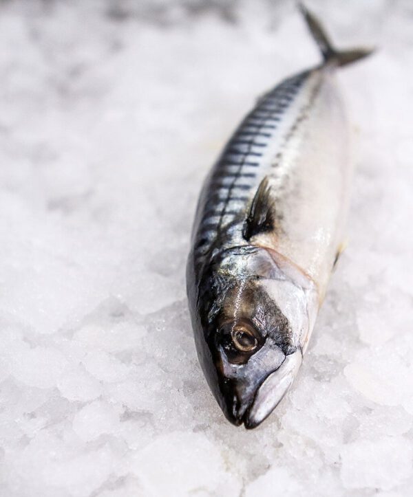 Deliver Fish - Shore To Door