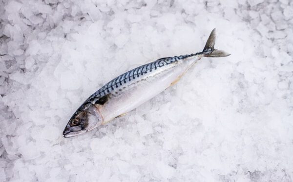 Deliver Fish - Shore To Door