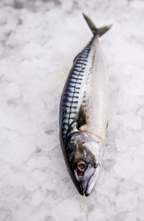 Deliver Fish - Shore To Door