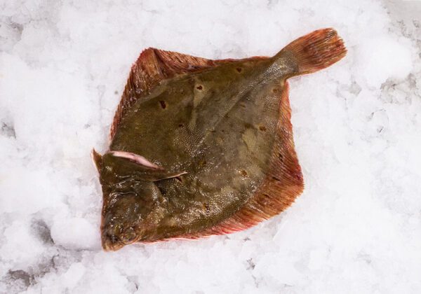 Deliver Fish - Shore To Door