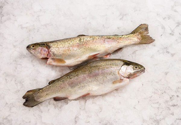 Deliver Fish - Shore To Door