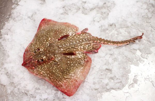 Deliver Fish - Shore To Door