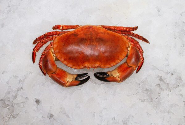 Deliver Fish - Shore To Door