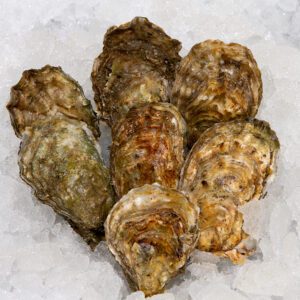 Fresh Oysters £1.10 each