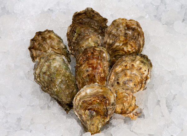 Fresh Oysters £1.10 each